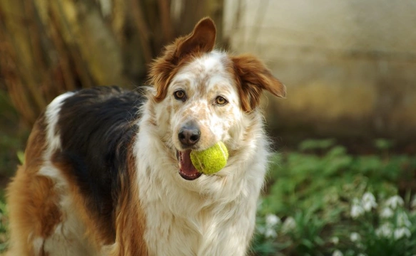 Five factors to consider in the care of a mature dog