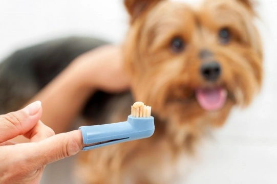 More about canine tooth cleaning