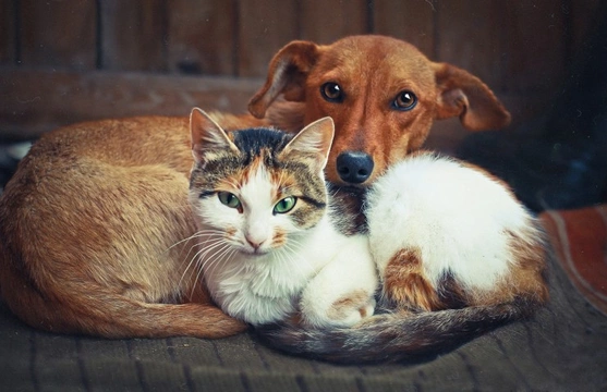 The five greatest similarities between dogs and cats
