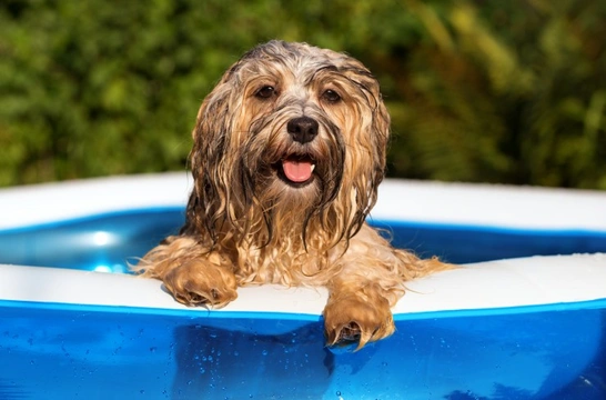 Summer cooling aids for your dog