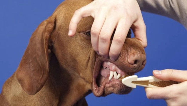 Tandenpoetsen bij honden