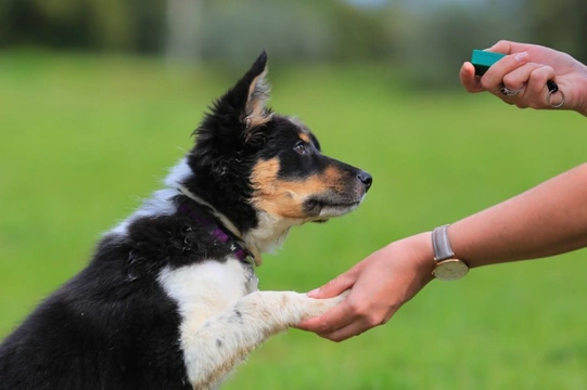 Five commonly overlooked skills that are easy to teach puppies but much harder to teach adult dogs