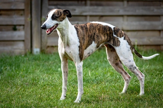 How the conformation of sighthounds differs from that of other dogs
