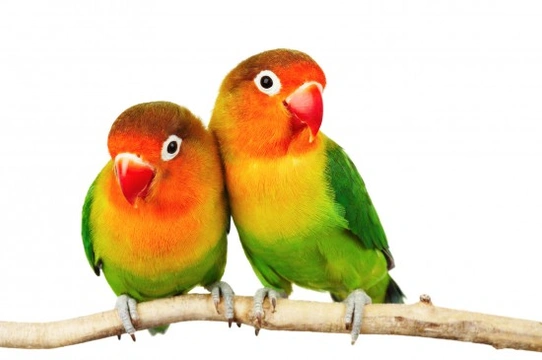 Fischer’s Lovebird