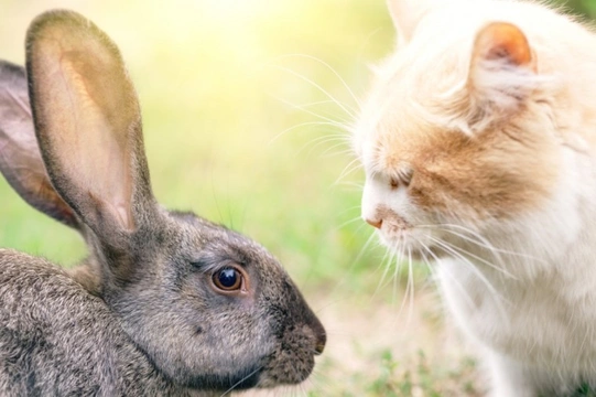 What coat gene mutation can be found in both cats and rabbits?