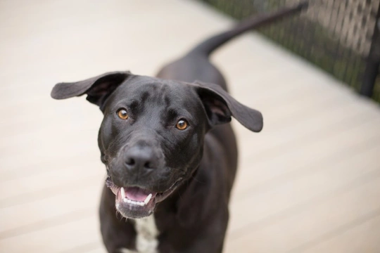 Do dogs consciously control their tail wags?