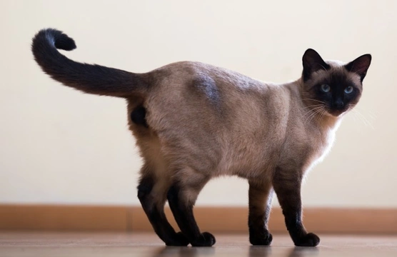 Pointed best sale cat breeds