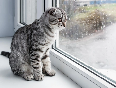 Six situations that might mean your cat would be better as an indoor-only pet