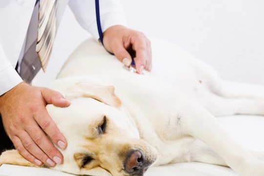 Canine disease similar to Alabama rot present in the UK - Warning to dog owners