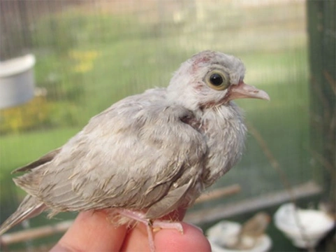 Diamond Doves - The Littlest Dove