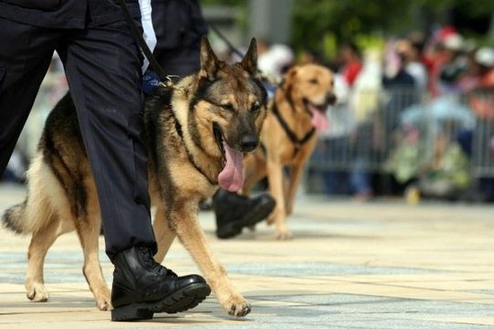 German shepherd retired police best sale dog adoption