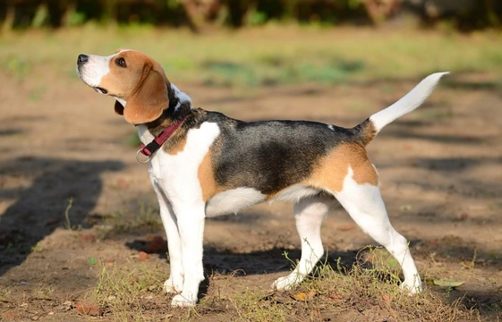 Is a Hound the Right Breed for You?