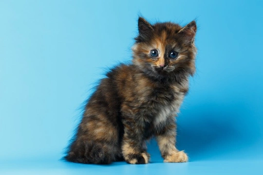 Seven interesting facts about tortoiseshell and calico cats
