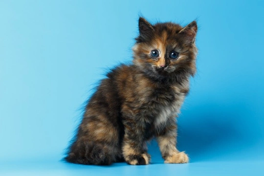 Cute Pictures & Facts About Calico Cats & Kittens