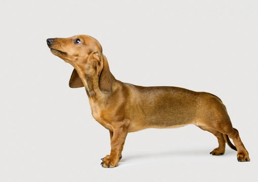Dachshunds and Disc Disease