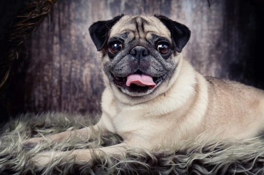 Pug dog hereditary health and health testing