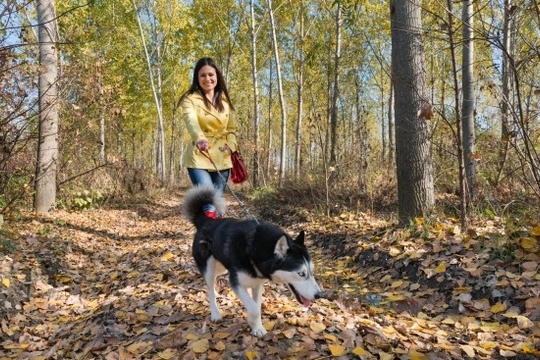 How to Stay Safe When Out Walking Your Dog