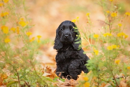 How to Train Your Cocker Spaniel Puppy: essential tips