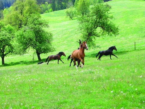 Bez kopyt není koně: 18.díl … ale kůň nejsou jen čtyři kopyta