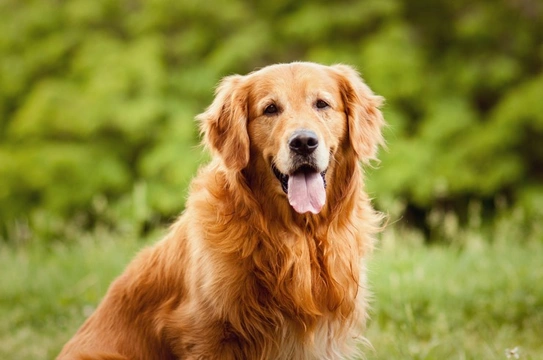 Three types of dog that are more likely to trigger allergy symptoms in people
