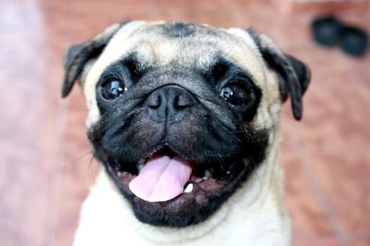 How often should you give your pug treats?