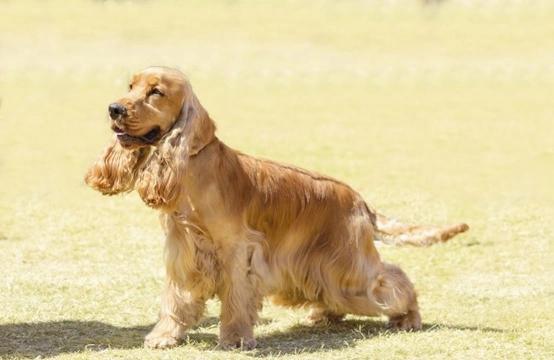 Difference between american cocker store spaniel and english cocker spaniel