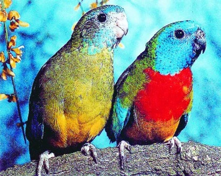 Drahokam mezi papoušky