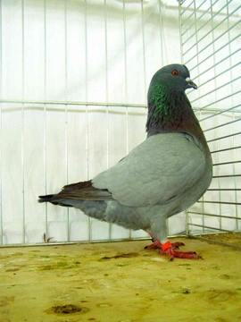 Současné české holubářství (4) Benešovský holub