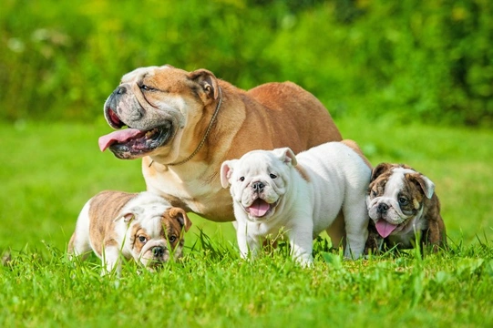 Why might an English bulldog become aggressive when she has puppies?