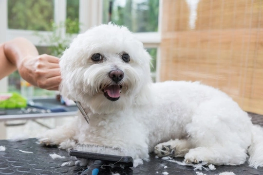 The pros and cons of using a mobile dog grooming service