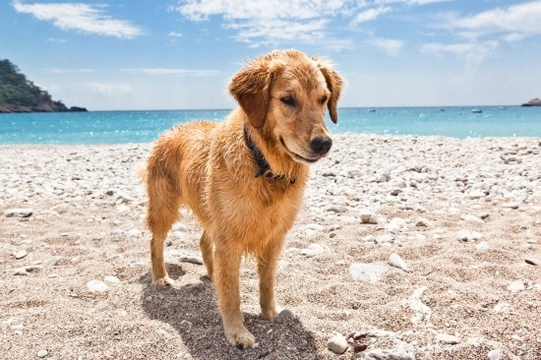 Five fun ways to put a smile on your dog’s face during hot weather