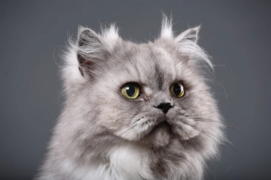 Ten things you need to know about the Persian cat before you buy one
