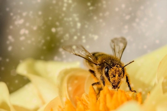 ¿Por qué están desapareciendo las abejas?