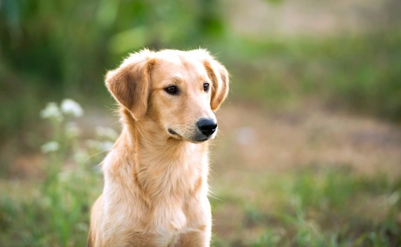 What is Babesia Canis and is my dog at risk?