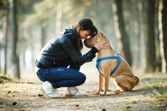 Shar store pei care