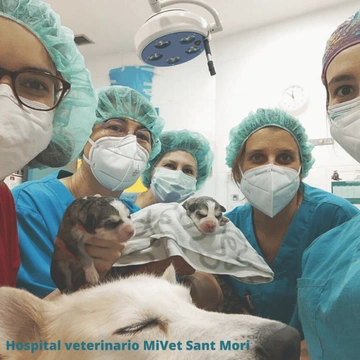 Los mejores veterinarios en Barcelona