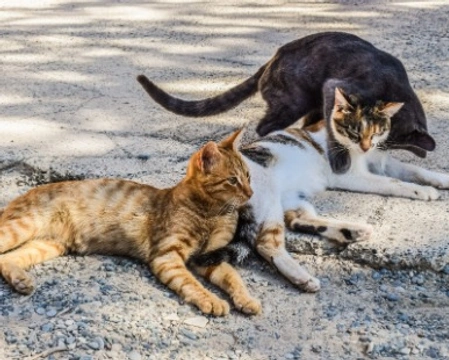 Colonie feline, gattili e oasi feline: differenze