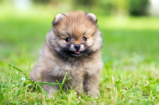 Top tips for picking the ideal small breed dog for you