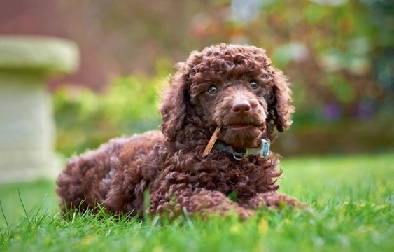 Poodle store kennel club