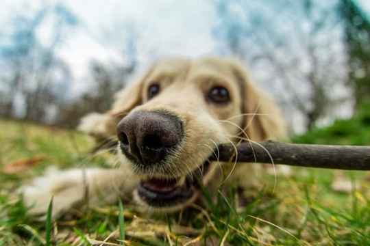 What are Pheromones & Why Are They Important to Dogs?