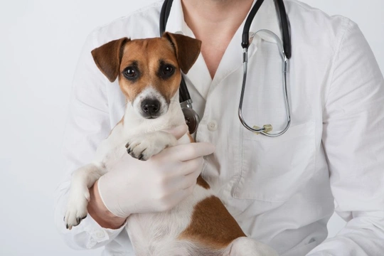 What can blood tests tell vets about the health of your pet?