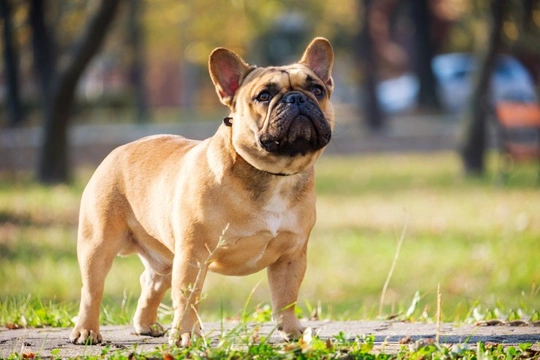 Grown french hot sale bulldog