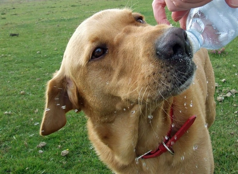 The Importance of Hydration for Dogs