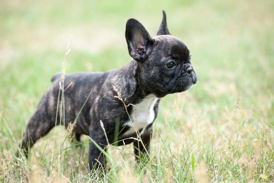 Eight top facts about the French bulldog
