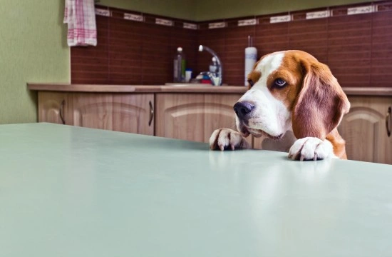 Some commonly overlooked hazards in your dog’s home