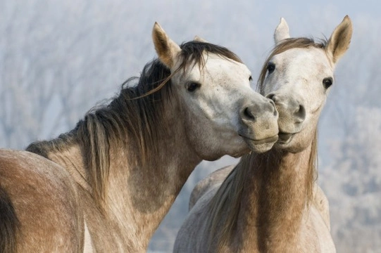 Demystifying equine terms and phrases