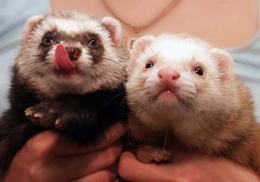 Ferrets and Their Need for Companionship