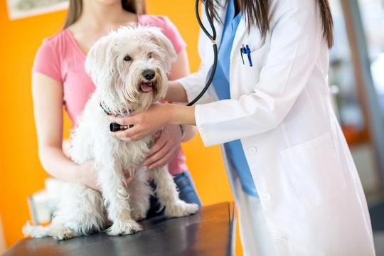 The Real Cost of Vet Care for Dogs and Cats