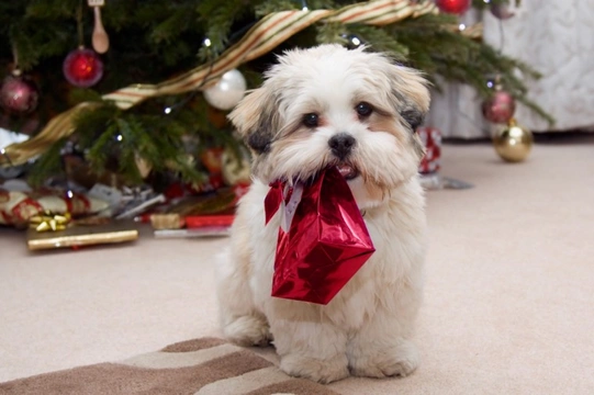 What are the most dangerous foods for dogs at Christmas?