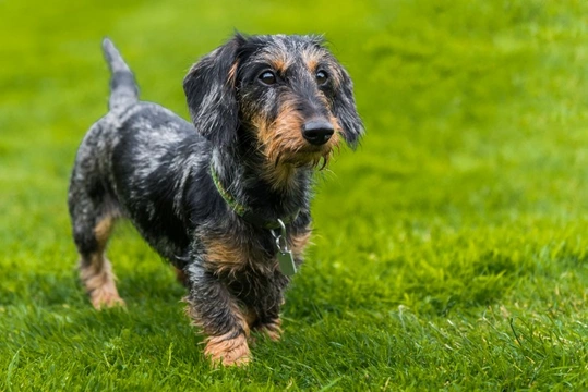 Miniature rough haired dachshund sale